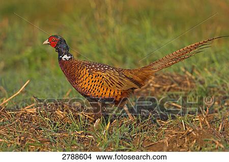 Close-up of Pheasant walking in field View Large Photo Image Picture - Close-up of Pheasant walking in field . Fotosearch
