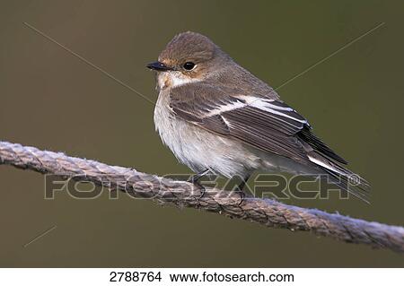 Picture - Close-up of Pied Flycatcher (Ficedula hypoleuca) perching on cable . Fotosearch