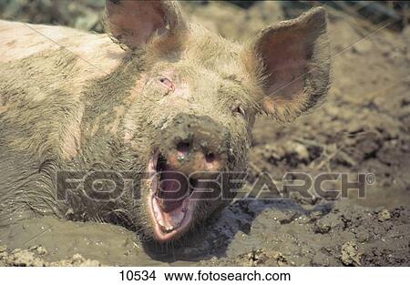 Picture - Close-up of pig in silt . Fotosearch