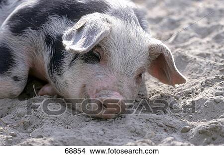 Close-up of pig lying on sand View Large Photo Image Picture - Close-up of pig lying on sand . Fotosearch