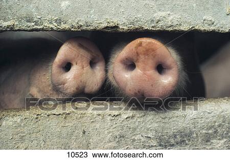 Stock Image - Close-up of pigs' snouts . Fotosearch