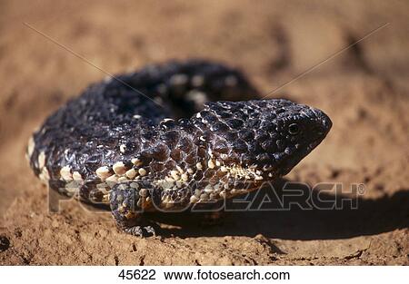 Close-up of Pine-cone Lizard (Tiliqua rugosa) on red sand, Australia View Large Photo Image Stock Image - Close-up of Pine-cone Lizard (Tiliqua rugosa) on red sand, Australia . Fotosearch