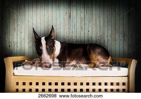 Stock Photo - Close-up of Pitbull Terrier lying on couch . Fotosearch