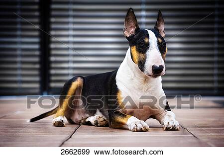 Close-up of Pitbull Terrier lying on floor View Large Photo Image Stock Photo - Close-up of Pitbull Terrier lying on floor . Fotosearch