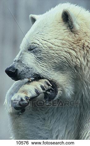 Stock Photograph - Close-up of Polar bear (Ursus maritimus) biting in it's paw . Fotosearch