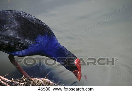 Close-up of Purple Swamphen (Porphyrio porphyrio) bird drinking water, New South Wales, Australia View Large Photo Image Stock Image - Close-up of Purple Swamphen (Porphyrio porphyrio) bird drinking water, New South Wales, Australia . Fotosearch