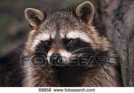 Close-up of Raccoon (Procyon lotor) View Large Photo Image Stock Photo - Close-up of Raccoon (Procyon lotor) . Fotosearch