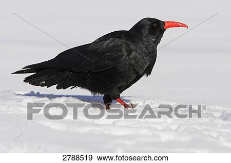 Close-up of Red-billed Chough (Pyrrhocorax pyrrhocorax) in snow View Large Photo Image Stock Photo - Close-up of Red-billed Chough (Pyrrhocorax pyrrhocorax) in snow . Fotosearch