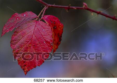 Stock Photo - Close-up of red leaves of blackberry . Fotosearch