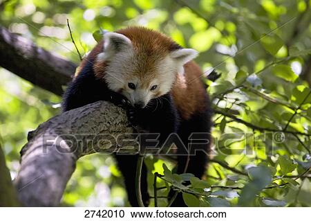 Stock Image - Close-up of Red panda (Ailurus fulgens) on branch, Germany . Fotosearch