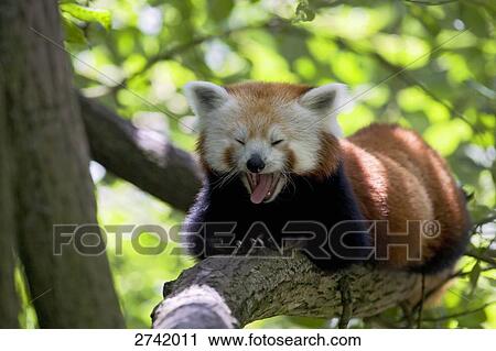 Close-up of Red panda (Ailurus fulgens) yawning on branch, Germany View Large Photo Image Stock Image - Close-up of Red panda (Ailurus fulgens) yawning on branch, Germany . Fotosearch
