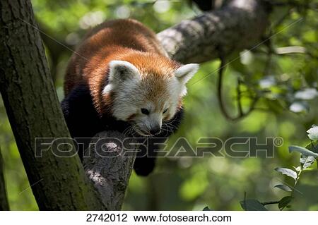 Close-up of Red panda (Ailurus fulgens) lying on branch, Germany View Large Photo Image Stock Image - Close-up of Red panda (Ailurus fulgens) lying on branch, Germany . Fotosearch