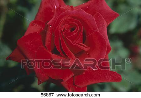 Close-up of red rose View Large Photo Image Stock Photo - Close-up of red rose . Fotosearch