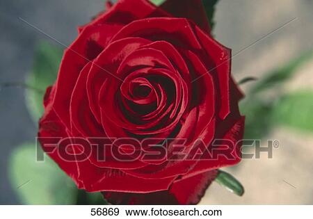 Close-up of red rose View Large Photo Image Stock Photo - Close-up of red rose . Fotosearch