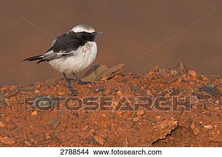 Close-up of Red-rumped Wheatear (Oenanthe moesta) on rock View Large Photo Image Picture - Close-up of Red-rumped Wheatear (Oenanthe moesta) on rock . Fotosearch