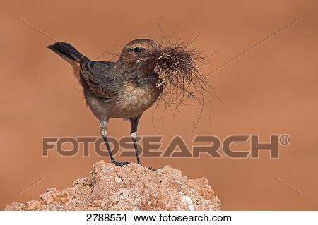 Picture - Close-up of Red-rumped Wheatear (Oenanthe moesta) bird with straw in its beak . Fotosearch