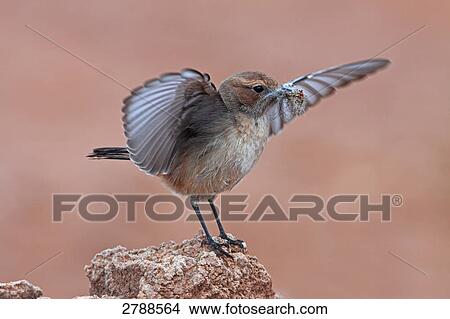 Close-up of Red-rumped Wheatear (Oenanthe moesta) bird spreading its wings on stone View Large Photo Image Picture - Close-up of Red-rumped Wheatear (Oenanthe moesta) bird spreading its wings on stone . Fotosearch