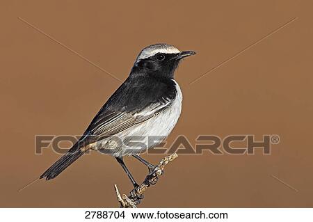 Picture - Close-up of Red-rumped Wheatear (Oenanthe moesta) perching on branch . Fotosearch