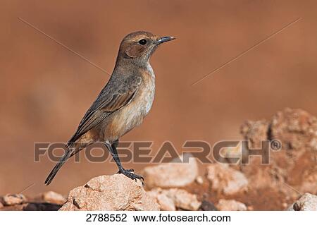Stock Image - Close-up of Red-rumped Wheatear (Oenanthe moesta) bird on stone . Fotosearch