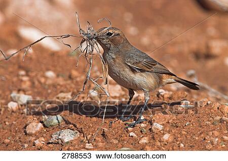 Close-up of Red-rumped Wheatear (Oenanthe moesta) bird with straw in its beak View Large Photo Image Stock Image - Close-up of Red-rumped Wheatear (Oenanthe moesta) bird with straw in its beak . Fotosearch