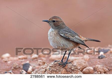 Stock Image - Close-up of Red-rumped Wheatear (Oenanthe moesta) on stone . Fotosearch