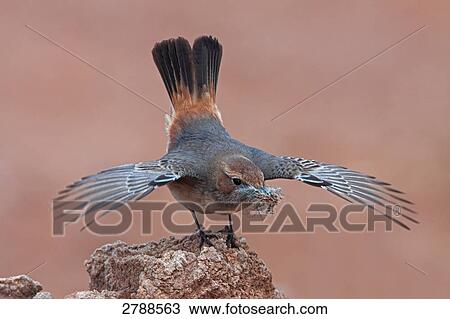 Close-up of Red-rumped Wheatear (Oenanthe moesta) spreading its wings on stone View Large Photo Image Stock Image - Close-up of Red-rumped Wheatear (Oenanthe moesta) spreading its wings on stone . Fotosearch