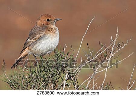Stock Image - Close-up of Red-rumped Wheatear (Oenanthe moesta) bird perching on bush . Fotosearch