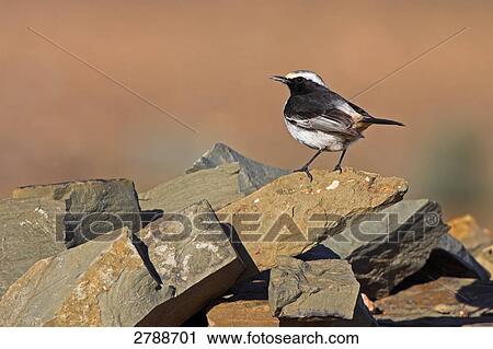 Stock Image - Close-up of Red-rumped Wheatear (Oenanthe moesta) on stone . Fotosearch