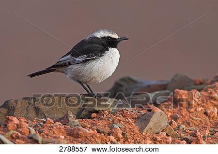 Close-up of Red-rumped Wheatear (Oenanthe moesta) on stone View Large Photo Image Stock Photo - Close-up of Red-rumped Wheatear (Oenanthe moesta) on stone . Fotosearch