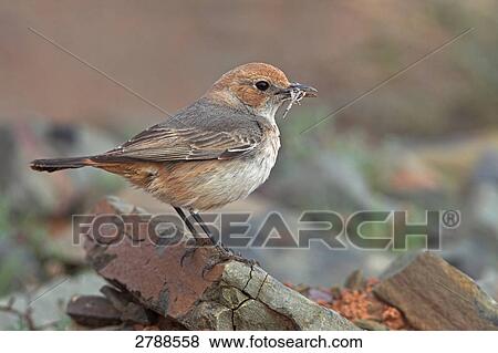 Close-up of Red-rumped Wheatear (Oenanthe moesta) bird on stone View Large Photo Image Stock Photo - Close-up of Red-rumped Wheatear (Oenanthe moesta) bird on stone . Fotosearch
