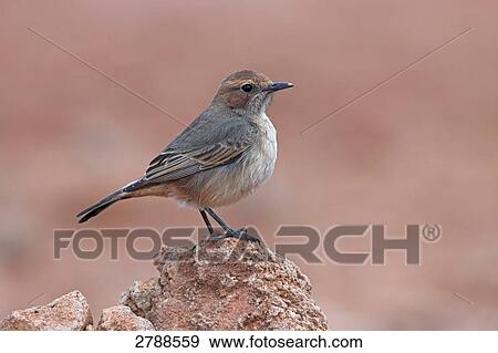Close-up of Red-rumped Wheatear (Oenanthe moesta) bird on stone View Large Photo Image Stock Photo - Close-up of Red-rumped Wheatear (Oenanthe moesta) bird on stone . Fotosearch