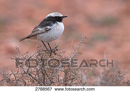 Stock Photo - Close-up of Red-rumped Wheatear (Oenanthe moesta) bird perching on bush . Fotosearch