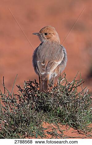 Close-up of Red-rumped Wheatear (Oenanthe moesta) bird perching on bush View Large Photo Image Stock Photo - Close-up of Red-rumped Wheatear (Oenanthe moesta) bird perching on bush . Fotosearch