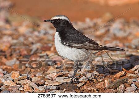 Stock Photo - Close-up of Red-rumped Wheatear (Oenanthe moesta) bird on pebbles . Fotosearch