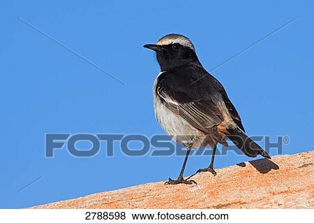 Stock Photo - Close-up of Red-rumped Wheatear (Oenanthe moesta) bird on stone . Fotosearch