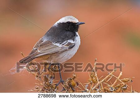 Close-up of Red-rumped Wheatear (Oenanthe moesta) perching on bush View Large Photo Image Stock Photo - Close-up of Red-rumped Wheatear (Oenanthe moesta) perching on bush . Fotosearch
