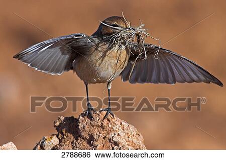 Close-up of Red-rumped Wheatear (Oenanthe moesta) on stone with straw in its beak View Large Photo Image Stock Photograph - Close-up of Red-rumped Wheatear (Oenanthe moesta) on stone with straw in its beak . Fotosearch