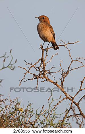 Close-up of Red-rumped Wheatear (Oenanthe moesta) perching on branch View Large Photo Image Stock Photography - Close-up of Red-rumped Wheatear (Oenanthe moesta) perching on branch . Fotosearch