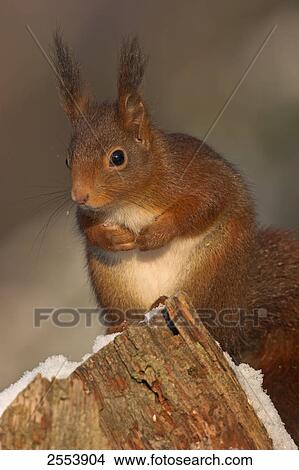 Close-up of Red Squirrel (Sciurus Vulgaris) View Large Photo Image Picture - Close-up of Red Squirrel (Sciurus Vulgaris) . Fotosearch