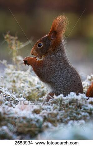 Picture - Close-up of Red squirrel (Sciurus vulgaris) in grass . Fotosearch