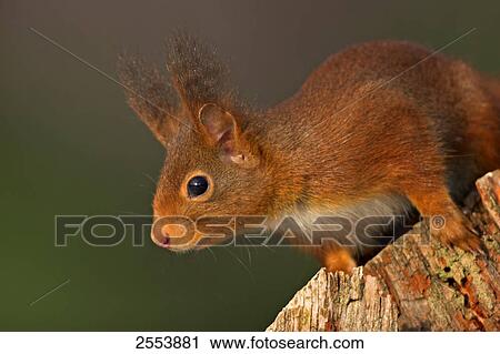 Close-up of Red Squirrel (Sciurus Vulgaris) on branch View Large Photo Image Stock Image - Close-up of Red Squirrel (Sciurus Vulgaris) on branch . Fotosearch