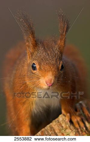 Close-up of Red Squirrel (Sciurus Vulgaris) on branch View Large Photo Image Stock Image - Close-up of Red Squirrel (Sciurus Vulgaris) on branch . Fotosearch