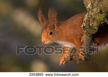 Close-up of Red Squirrel (Sciurus Vulgaris) on branch View Large Photo Image Stock Image - Close-up of Red Squirrel (Sciurus Vulgaris) on branch . Fotosearch