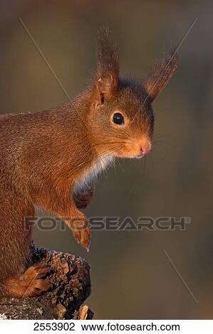 Stock Image - Close-up of Red Squirrel (Sciurus Vulgaris) on branch . Fotosearch