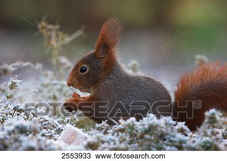 Stock Image - Close-up of Red squirrel (Sciurus vulgaris) in grass . Fotosearch