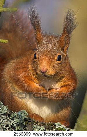 Close-up of Red Squirrel (Sciurus Vulgaris) View Large Photo Image Stock Photo - Close-up of Red Squirrel (Sciurus Vulgaris) . Fotosearch