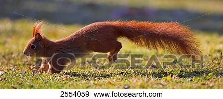 Close-up of Red Squirrel (Sciurus Vulgaris) running in field View Large Photo Image Stock Photo - Close-up of Red Squirrel (Sciurus Vulgaris) running in field . Fotosearch