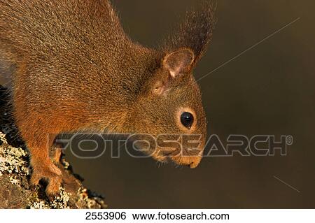 Close-up of Red Squirrel (Sciurus Vulgaris) View Large Photo Image Stock Photograph - Close-up of Red Squirrel (Sciurus Vulgaris) . Fotosearch
