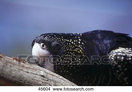 Close-up of Red-tailed Black Cockatoo (Calyptorhynchus banksii) parrot, Australia View Large Photo Image Picture - Close-up of Red-tailed Black Cockatoo (Calyptorhynchus banksii) parrot, Australia . Fotosearch