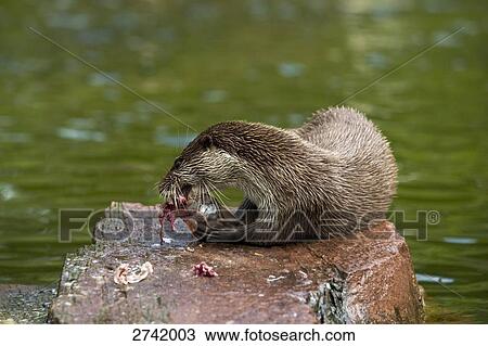 Close-up of River Otter (Lutra lutra) with prey on rock, Germany View Large Photo Image Stock Image - Close-up of River Otter (Lutra lutra) with prey on rock, Germany . Fotosearch